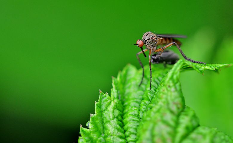 6 Essential Oils You Need For The Fight Against Mosquitoes